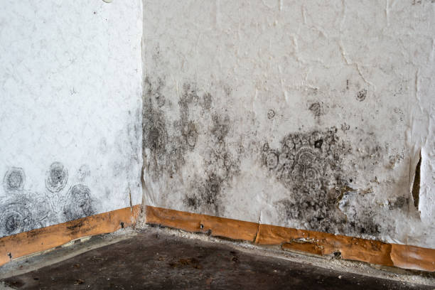  Northville, MI Mold Removal Pros